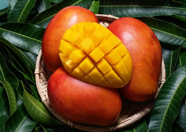 Fresh Mango - Juicy diced fruit in bamboo sieve on green color leaves background. Tropical summer concept. Top view, close up, macro, copy space.