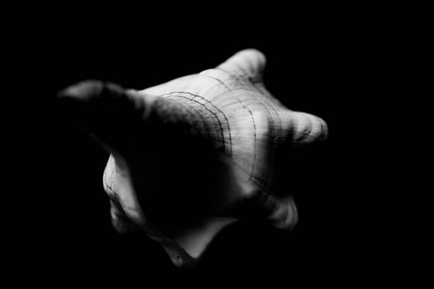 istock Studio shot of the conch spiral shell 1161338349