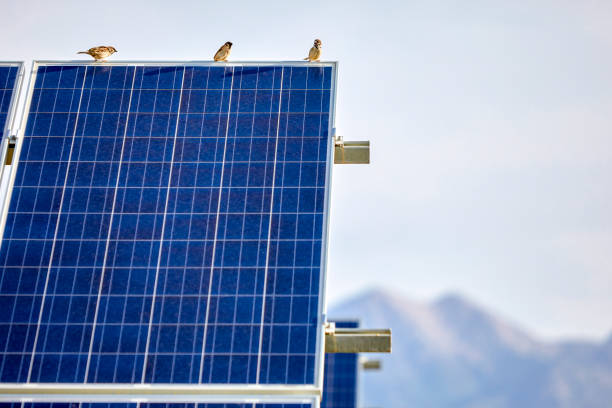 istock Sparrow bird standing on solar photovoltaic panel 1161338384