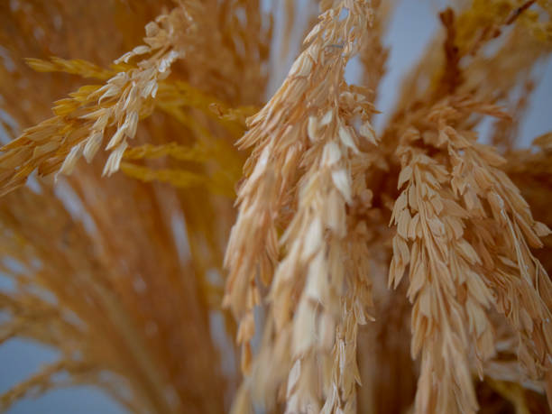 istock Ears of wheat were placed on a table of baking bread. 1161338400