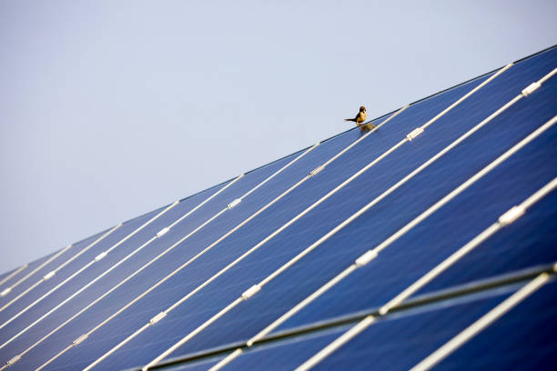 istock Sparrow bird standing on solar photovoltaic panel 1161338412