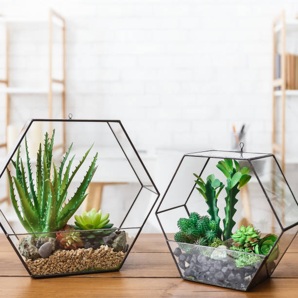 Indoor plants in florarium vases in row on table