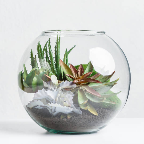 istock Indoor plants in florarium. Mini home garden concept 1161338652