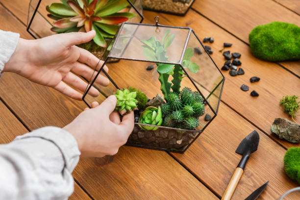 istock Woman making plants composition. Home gardening concept 1161338681