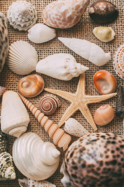 istock Seashells and starfish background for design. Close up view of many different seashells piled together. Ocean life. 1161338686