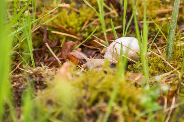 Beautiful burgundy snail on the forest floor. Helix pomatia crawling on a spring ground.