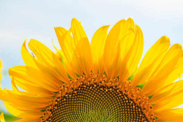 istock Sunflowers blooming  on blue sky background ,fresh & daylight summer concept. 1161340899