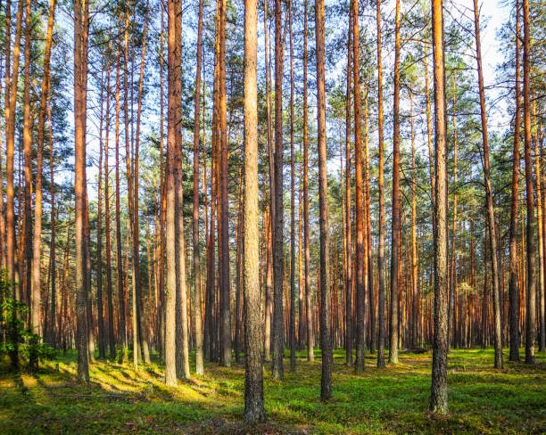 istock Sunlight on trees in a pine forest at sunset. Summer nature landscape. 1161341118
