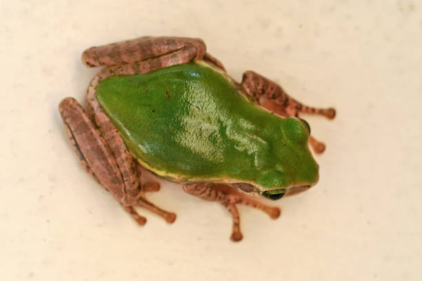istock Small green frog with dark brown legs resting on white wall, view from above 1161341127