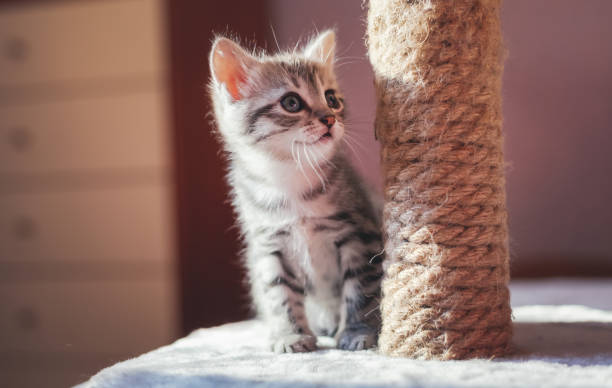 istock Cute gray funny fluffy striped little kitty next to a scraper 1161341528