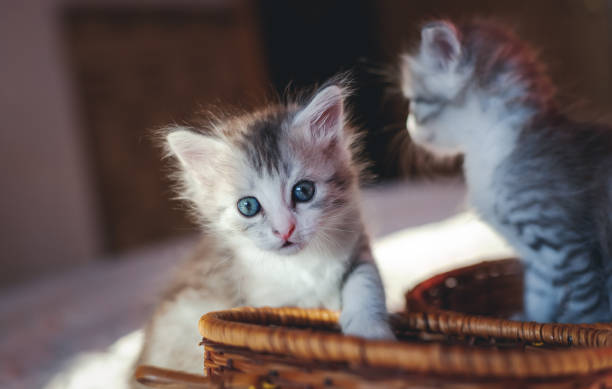 istock two cute gray funny fluffy striped little kittens playing with each other 1161342182
