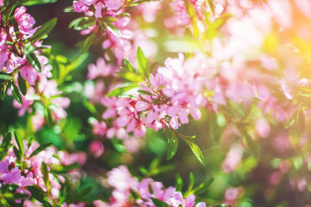 istock Spring pink flowers, floral background and texture with soft focus and sun lights 1161342475