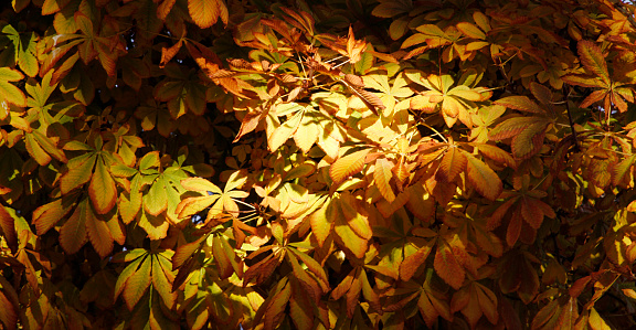 yellow leafy horse chestnut tree - panoramic