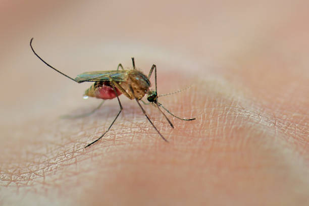 mosquito chupar sangre en la piel humana - mosquito malaria parasite biting insect fotografías e imágenes de stock