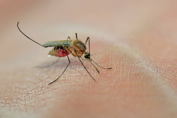 Mosquito sucking blood on the human skin stock photo