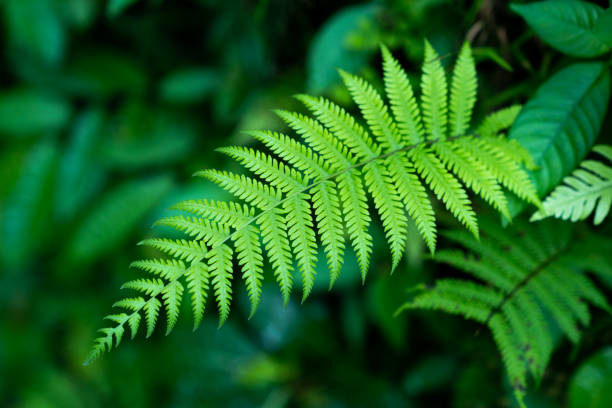 istock Fern leaves. Tropical plants background 1161344526