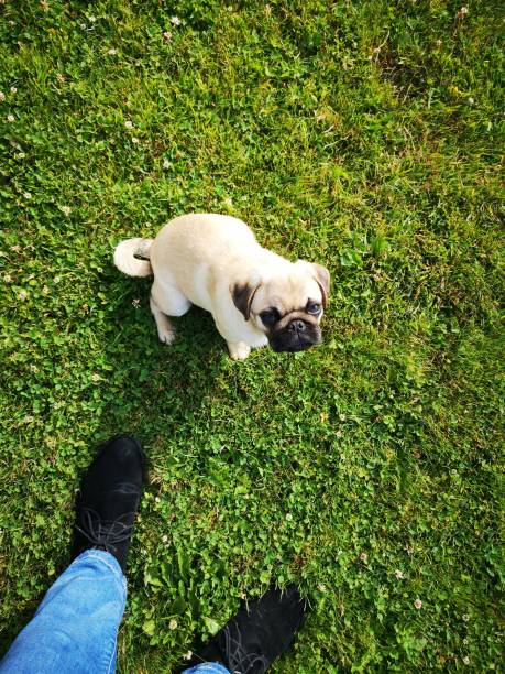 istock happy pug puppy 1161344719