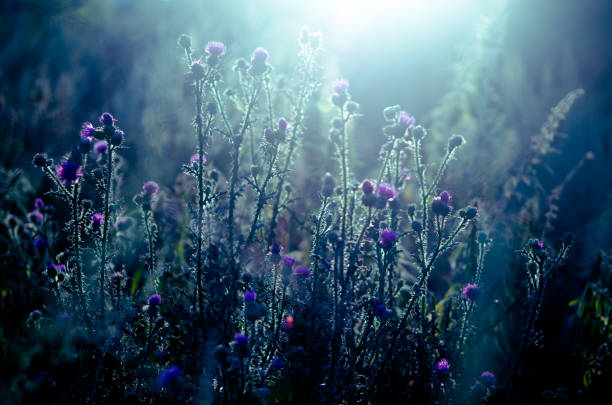 closeup horizontal art photo of evening autumn flowers in dark field. - grass area flash imagens e fotografias de stock