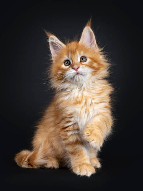 istock Red Maine Coon kitten on black background 1161345178