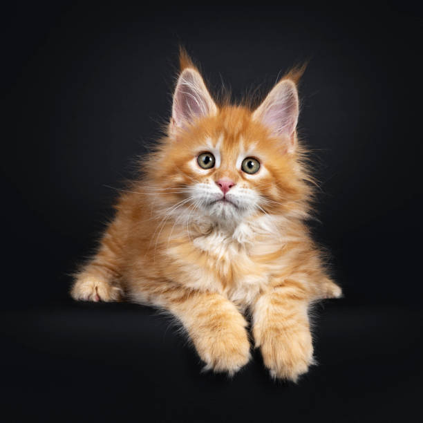 istock Red Maine Coon kitten on black background 1161345179