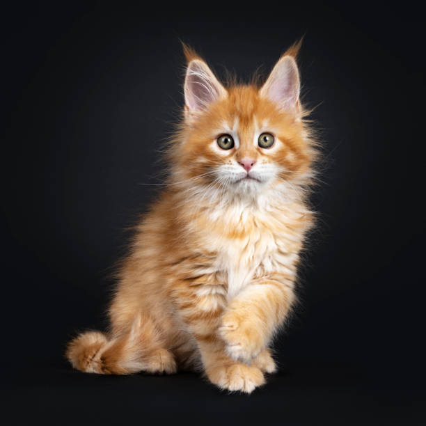 istock Red Maine Coon kitten on black background 1161345185