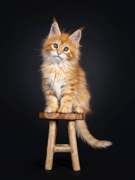istock Red Maine Coon kitten on black background 1161345186