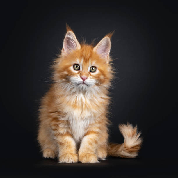 istock Red Maine Coon kitten on black background 1161345187