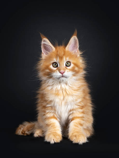 istock Red Maine Coon kitten on black background 1161345200