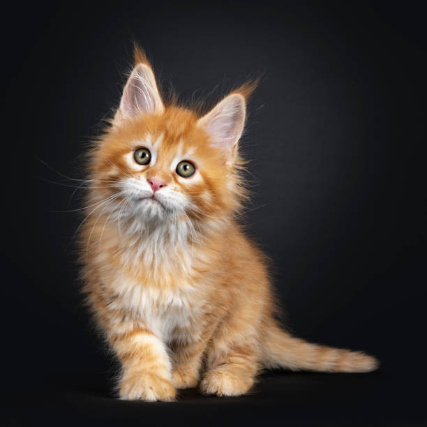 istock Red Maine Coon kitten on black background 1161345213