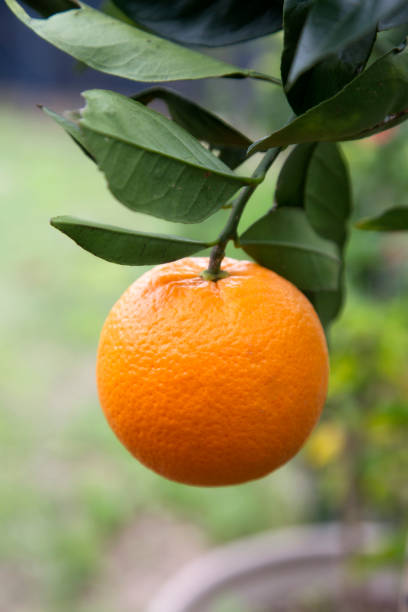 istock Home Grown Navel Orange 1161347905