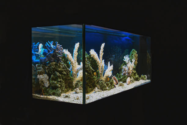 freshwater aquarium in pseudo-sea style. aquascape and aquadesign of aquarium - hobbies freshwater fish underwater panoramic imagens e fotografias de stock