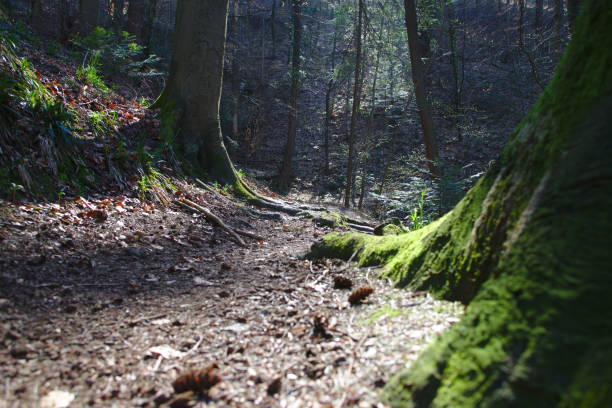 Path in the forests near Freiburg im Breisgau