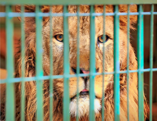 leone nella gabbia - circus animal foto e immagini stock