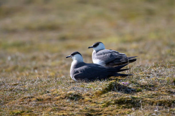 artic skua gniazdowania na wyspach svalbard - svalbard islands zdjęcia i obrazy z banku zdjęć