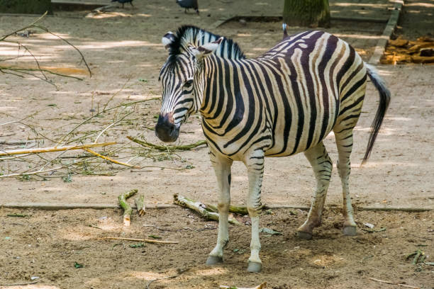 ritratto ravvicinato di una zebra burchells, specie di cavallo tropicale comune dall'africa - burchellii foto e immagini stock
