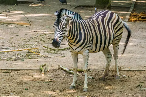 Photo of closeup portrait of a burchells zebra, Common tropical horse specie from Africa