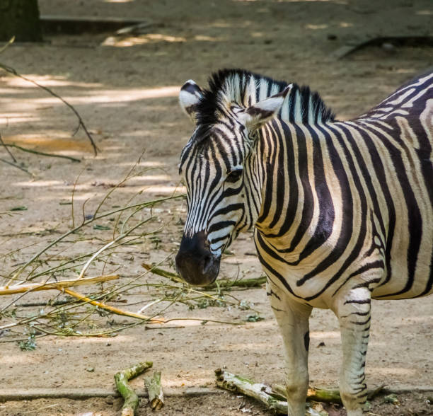 il volto di una zebra burchells in primo piano, popolare animale dello zoo safari, specie di cavallo tropicale dall'africa - burchellii foto e immagini stock