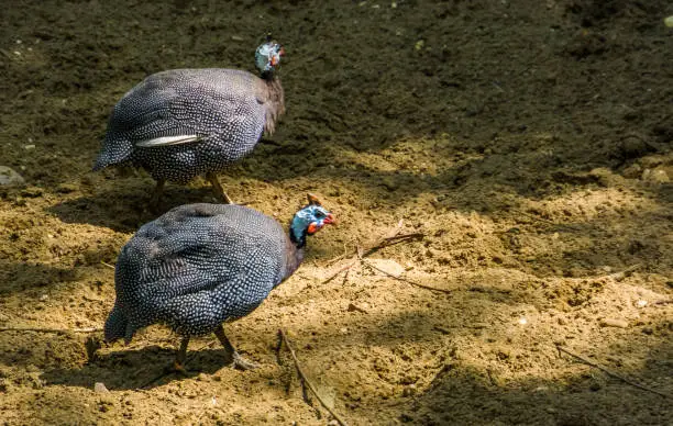 Photo of couple of helmeted guineafowls walking together in the sand, popular tropical bird specie from Africa