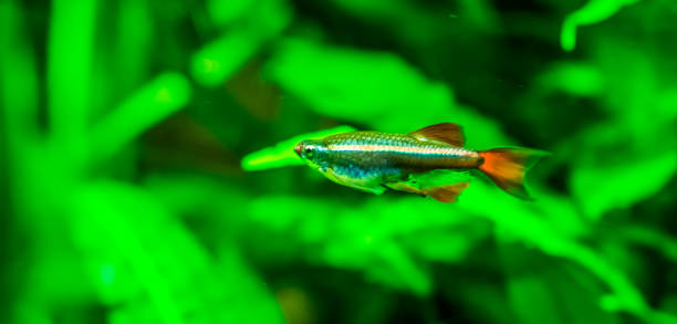 closeup of a chinese danio, popular aquarium pet in aquaculture, tropical animal specie from asia - minnow imagens e fotografias de stock