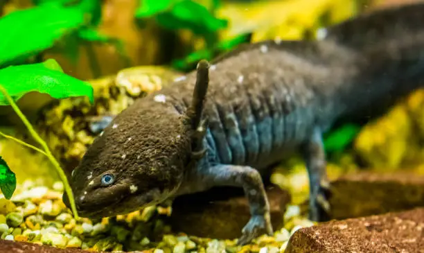 Photo of the face of a grey axolotl in closeup, walking fish from mexico, popular and critically Endangered water amphibian specie