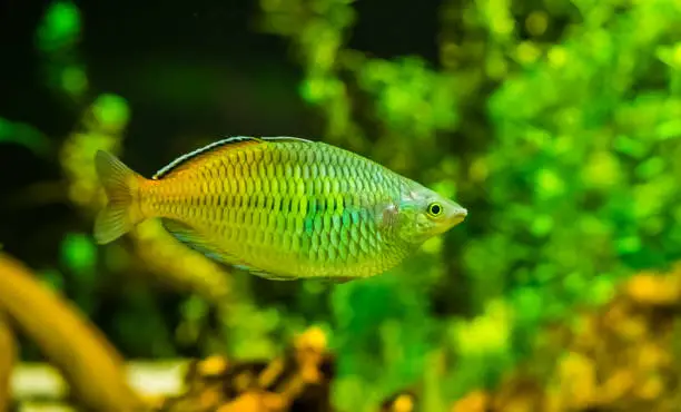 Photo of closeup of a boesemani rainbow fish, popular and colorful fish in aquaculture, tropical Endangered animal specie from papua, Indonesia