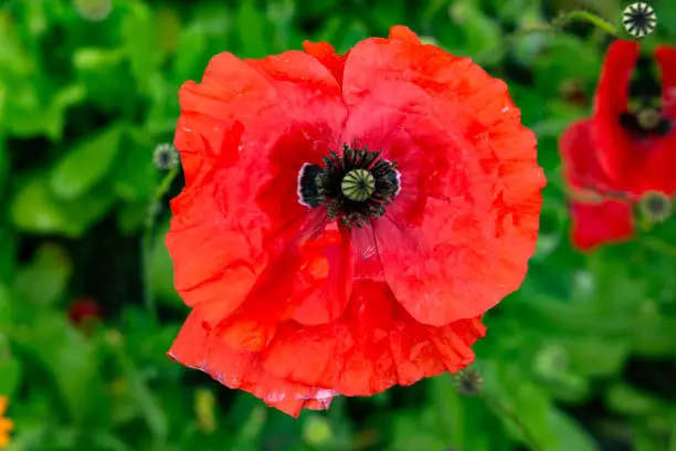 Bright red poppy flower close up on green background