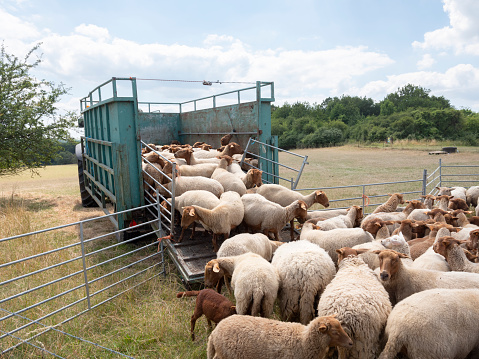 flock of sheep ready for transport on cart behind tractor in the belgian ardennes near Liege on summer day