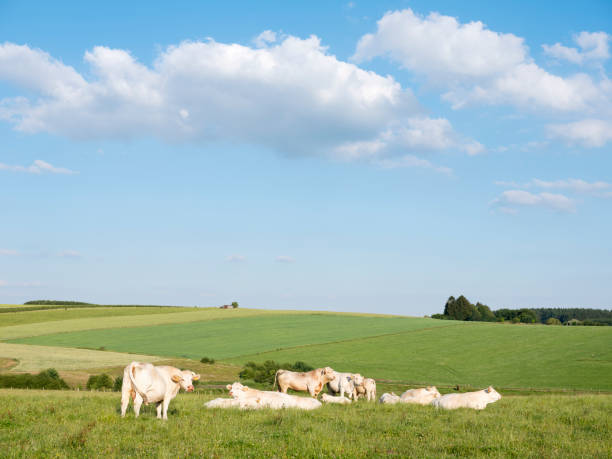 istock cows in landscape between La Roche and Houffalize in the belgian Ardennes 1161351761