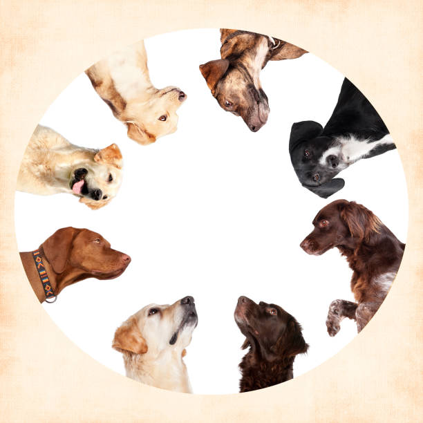 istock Dogs heads circle - Copy space 1161352269