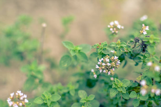 Thymus serpyllum blooms in the garden with white flowers, close-up