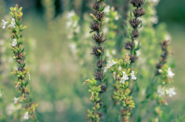 Thymus serpyllum blooms in the garden with white flowers, close-up