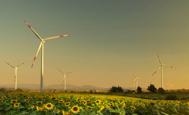 istock Sunflower and wind energy 1161354605
