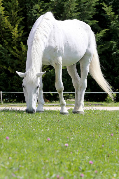 White old lipizzaner horse grazes on rural animal farm