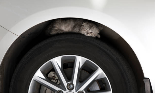 the kitten is sleeping on a car tire